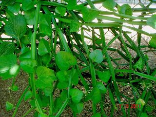 Cissus Quadrangularis Plant